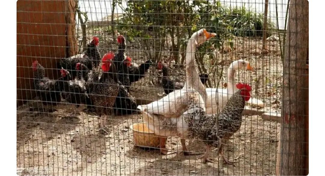 活鸡检疫证明在哪里开,出售活鸡的检疫证明怎么办理