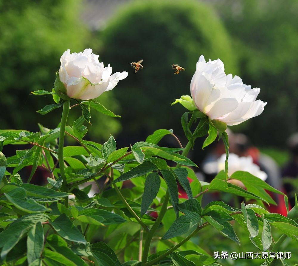 二手房限时包销合同范本,房产包销合同纠纷案例