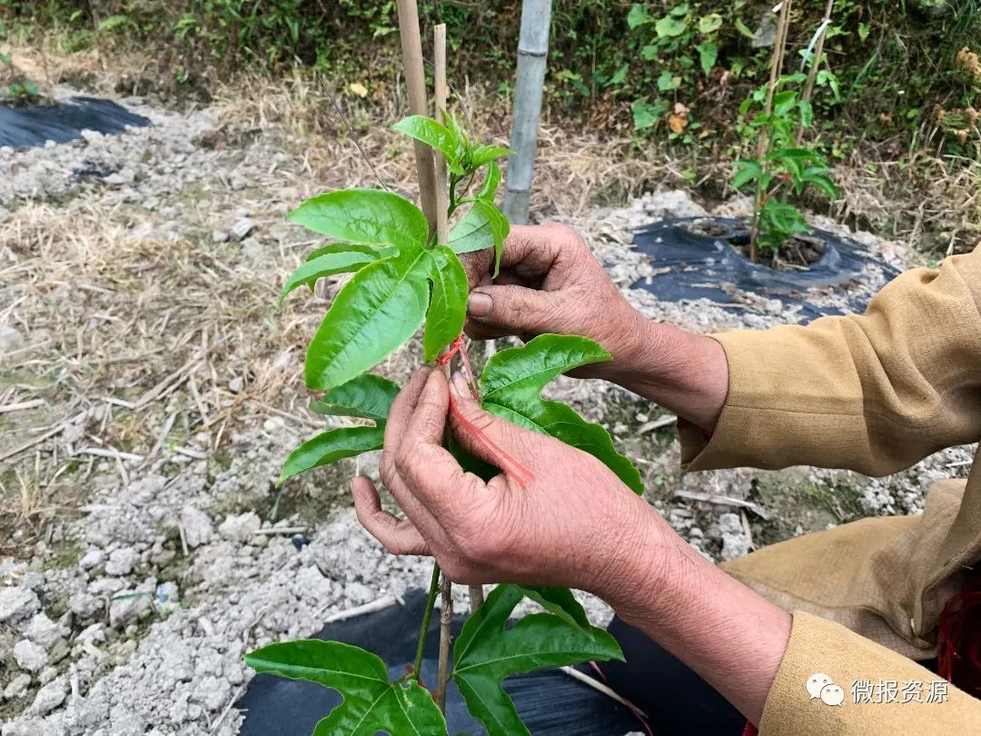 桂林向您汇报,桂林向您汇报临桂篇