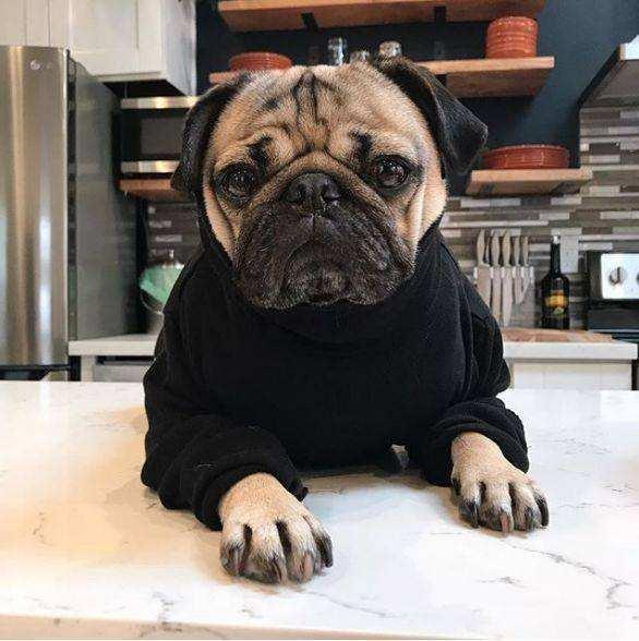 巴哥犬能不能像土狗一样养,巴哥犬养狗知识