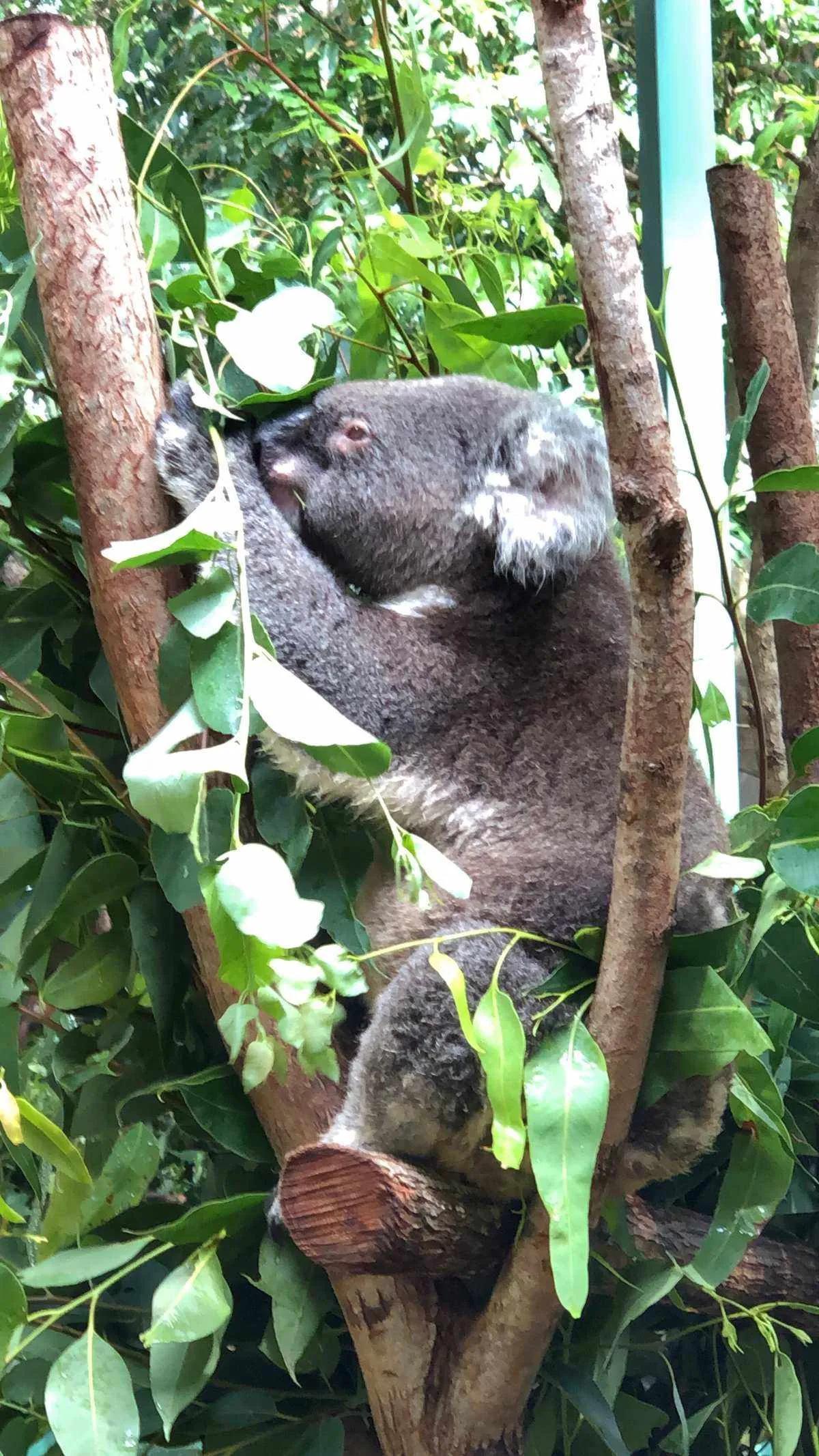 广州长隆野生动物园全部动物,广州长隆野生动物园所有动物介绍