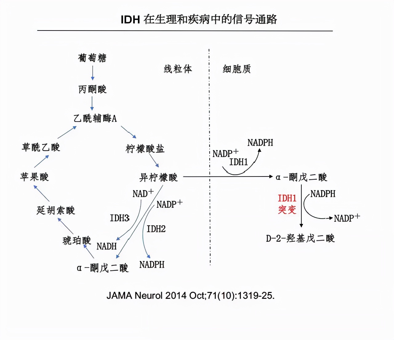 idh突变的星形胶质瘤预后,胶质瘤idh1突变和idh2不突变