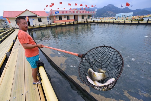 每年放流大黄鱼,现在野生的大黄鱼是以前放流的吗