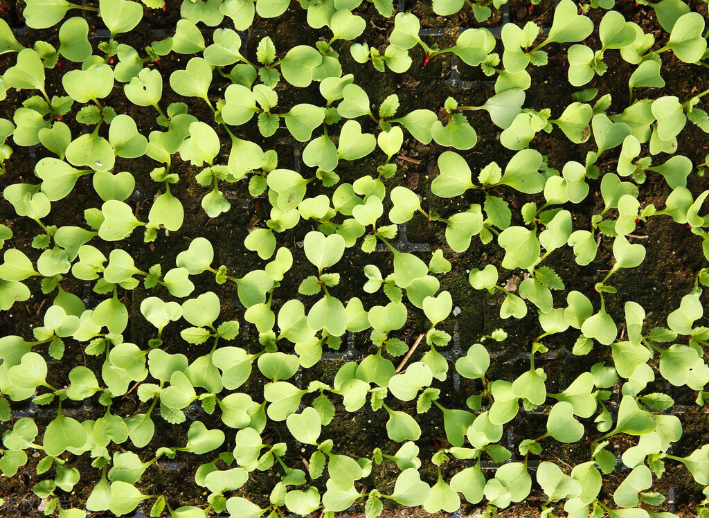 白菜出芽了之后种不活,白菜出苗了却不长怎么回事