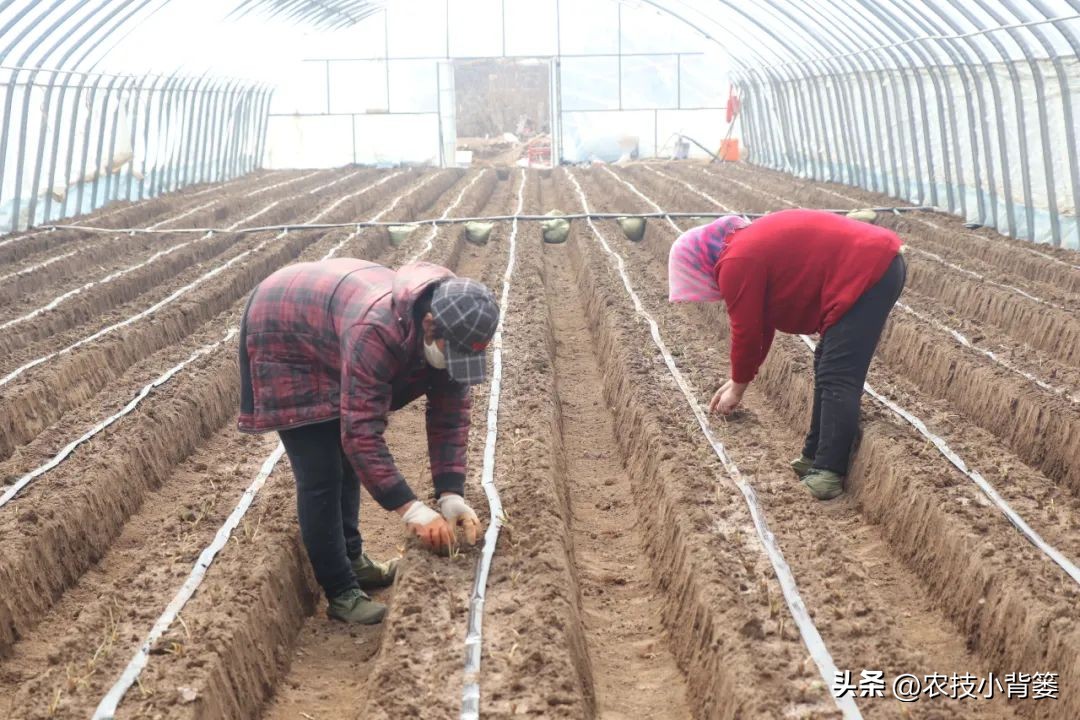 种草莓不要大棚能种植草莓吗,用烂草莓种草莓的正确种植方法