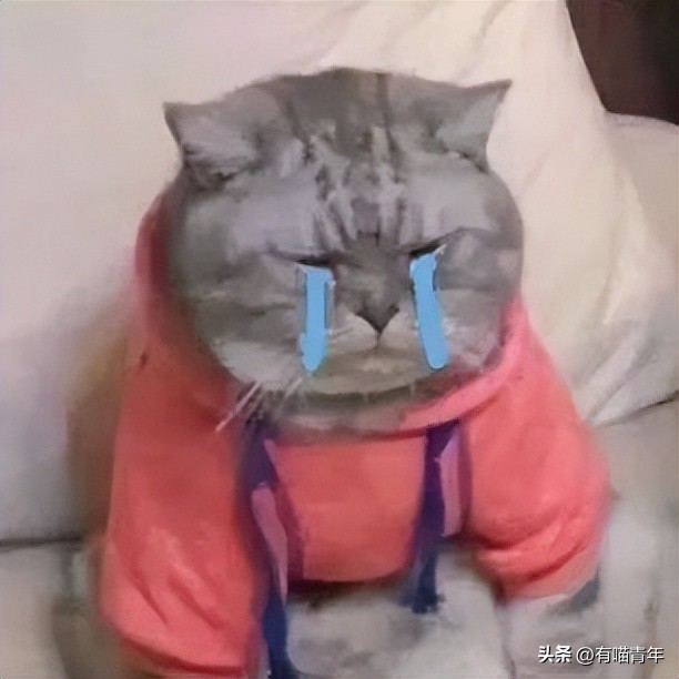 未来猫能活到30岁？？铲屎官听说后狂喜，怒捐3亿！！