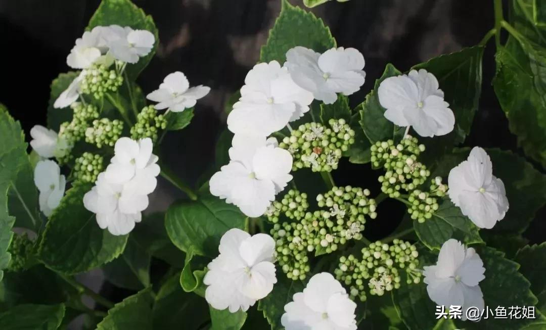 有一种花很好看但是很臭,名字很难听却很漂亮的花