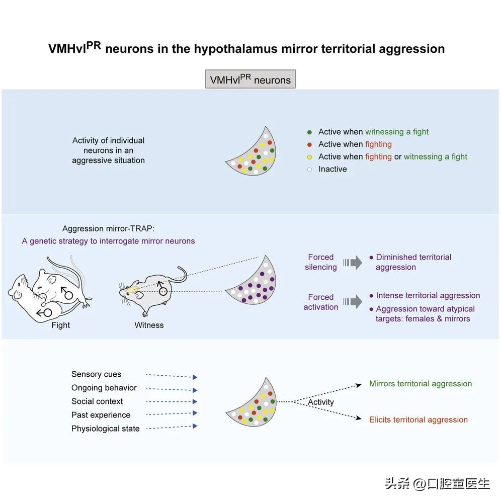 研究发现人之所以爱看热闹是因为围观者的大脑会同样兴奋