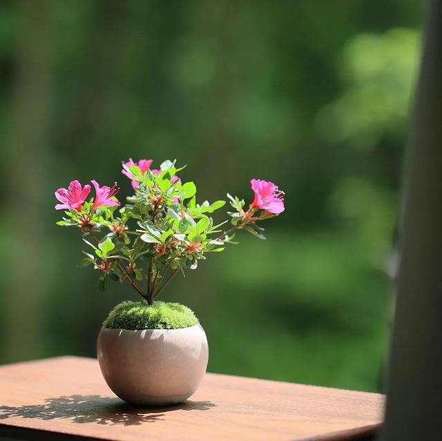 为什么苔藓养不活,苔藓为何养不活