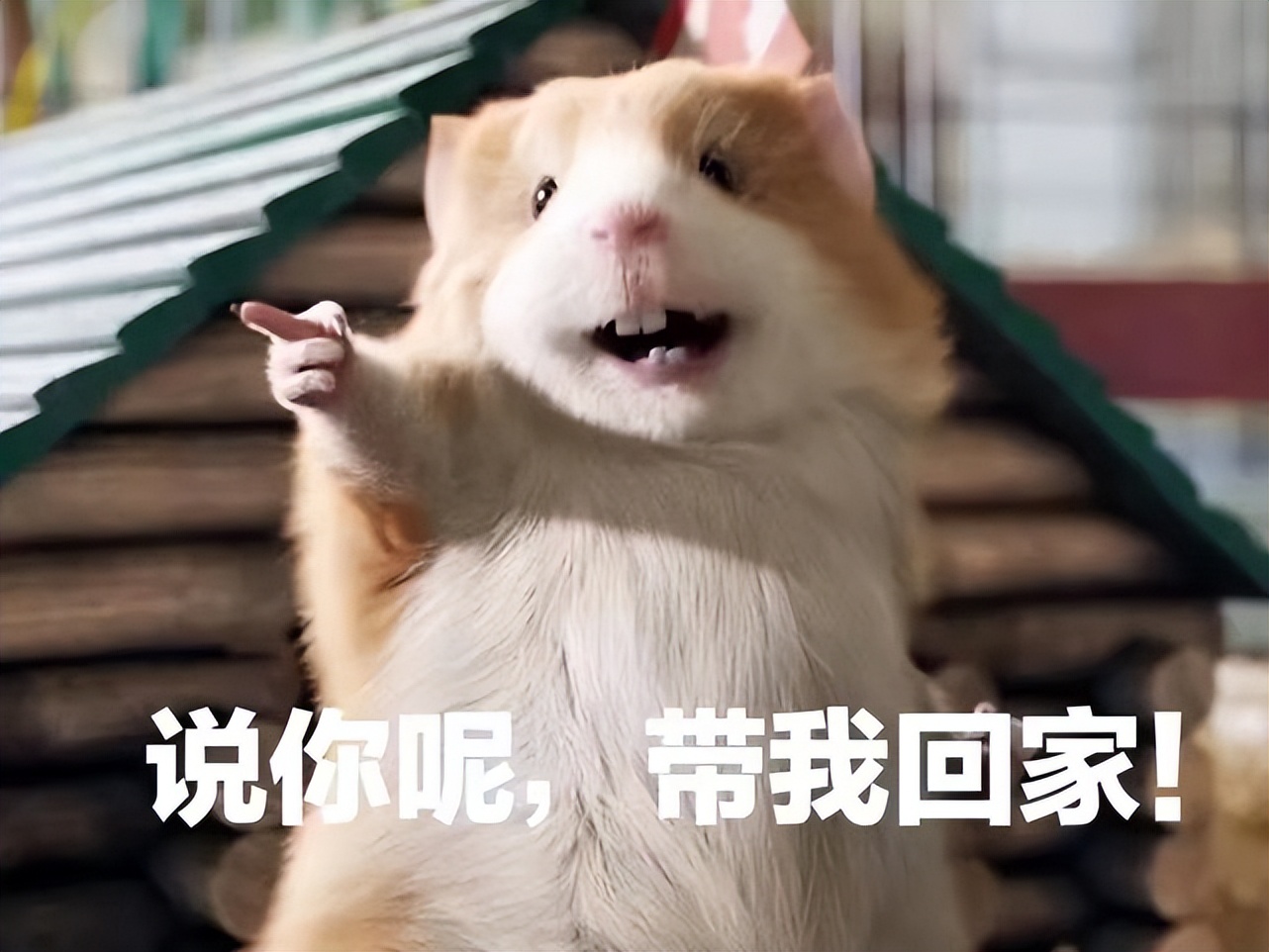 荷兰猪是个什么类型的猪呢,荷兰猪被误认为兔子