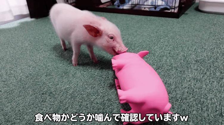 上厕所为什么又叫解手,上厕所为何叫解手