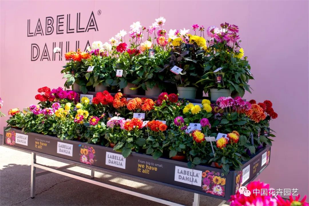 鑺卞崏鍝佺灞曠ず,鏂颁紭鑺卞崏鍝佺灞曠ず