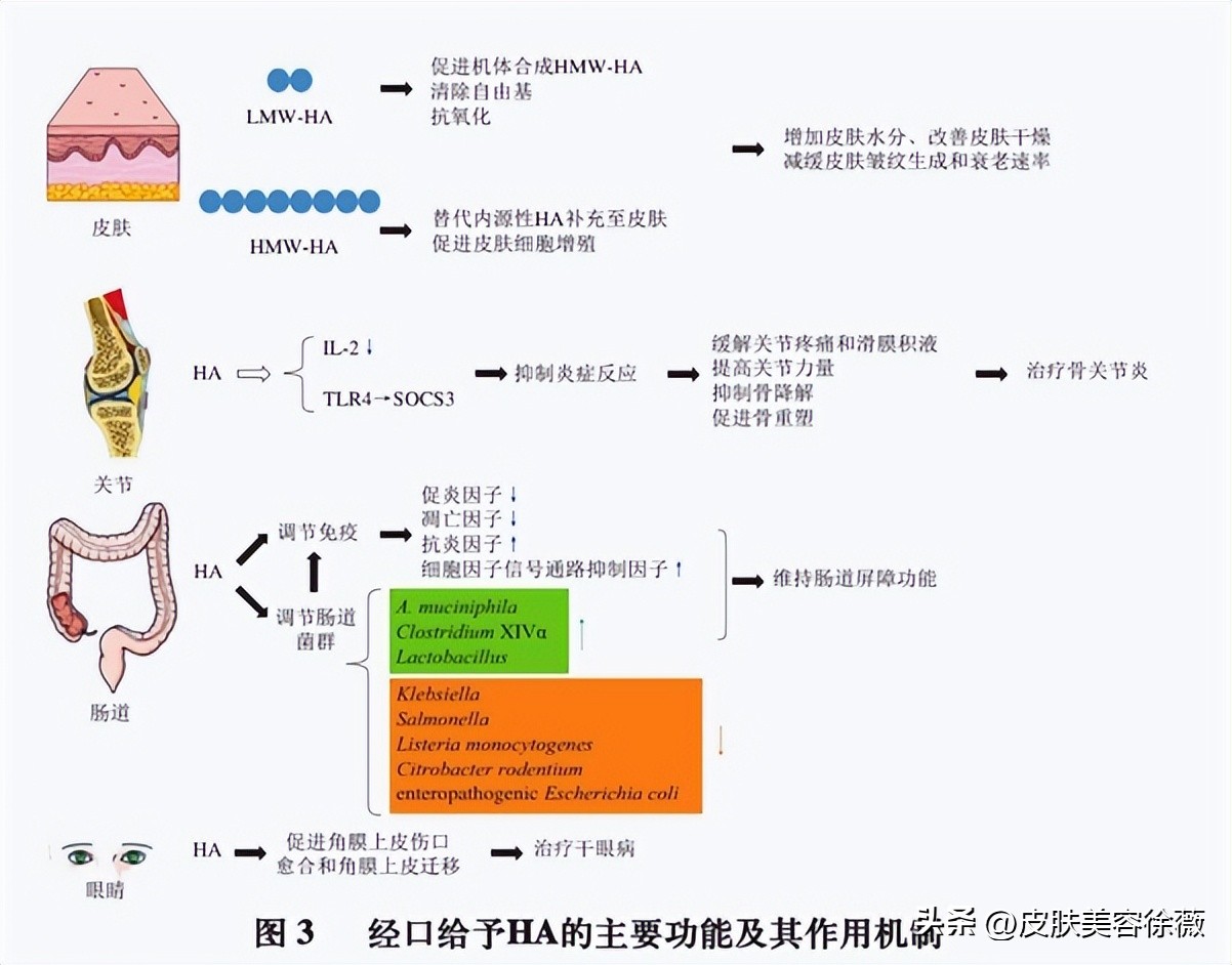 口服玻尿酸靠谱不,有钱人都在吃保健品