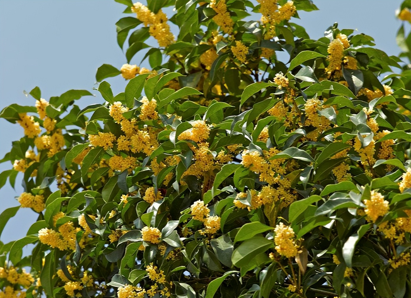 有关桂花的最经典古诗,描写桂花最经典的诗句