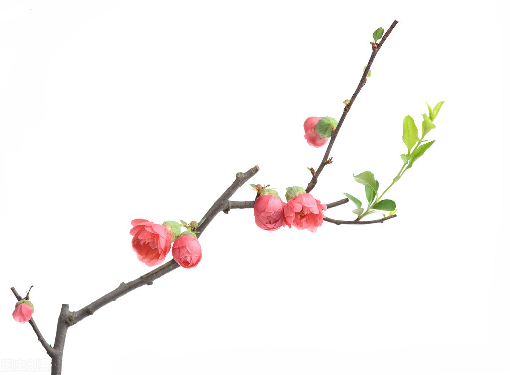 五十只母鸡,五百只老母鸡