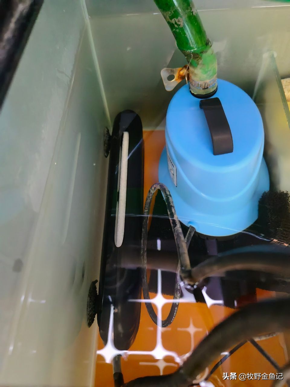 养金鱼冬天需要加热棒吗,家养金鱼冬天需要加热棒吗