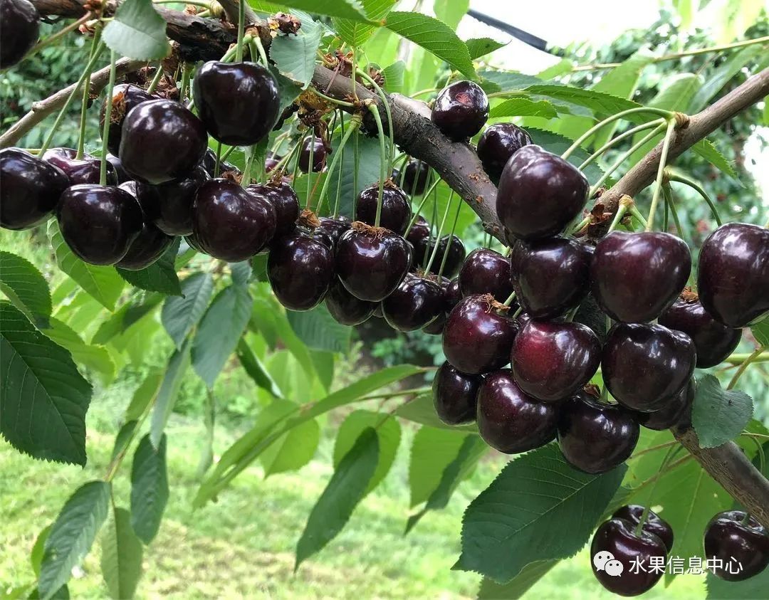 【车厘子评测】新西兰、智利、澳大利亚车厘子大PK