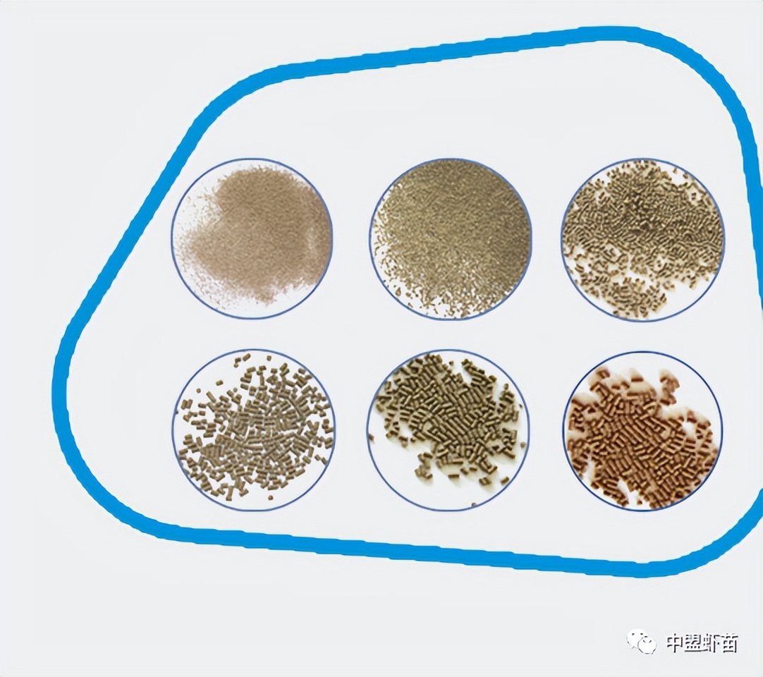 虾苗繁殖期如何投喂饲料投多少,小棚虾放虾苗的注意事项