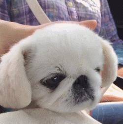 如果看到流浪狗请善待它们,遇到流浪狗请善待他们