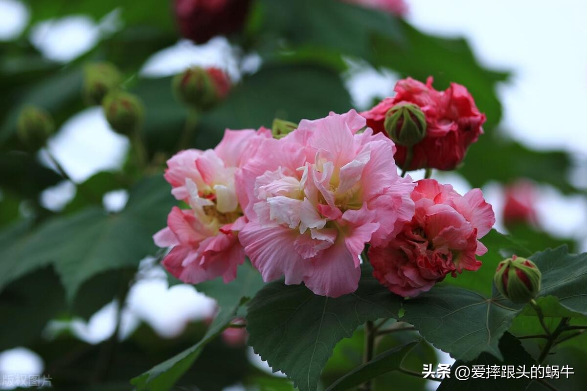 十二花神图谱完整版,工笔画十二花神欣赏