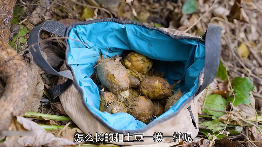 野外生存原始森林21天,荒野庇护所搭建狩猎小屋