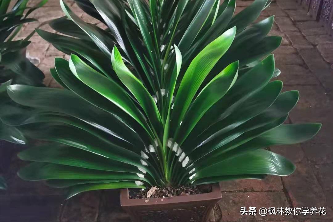 花卉年宵花热销,年宵花卉品种大全及图片