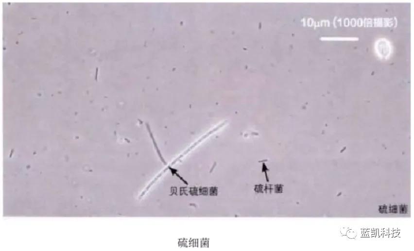 活性污泥中微生物的观察,活性污泥微生物镜检取样