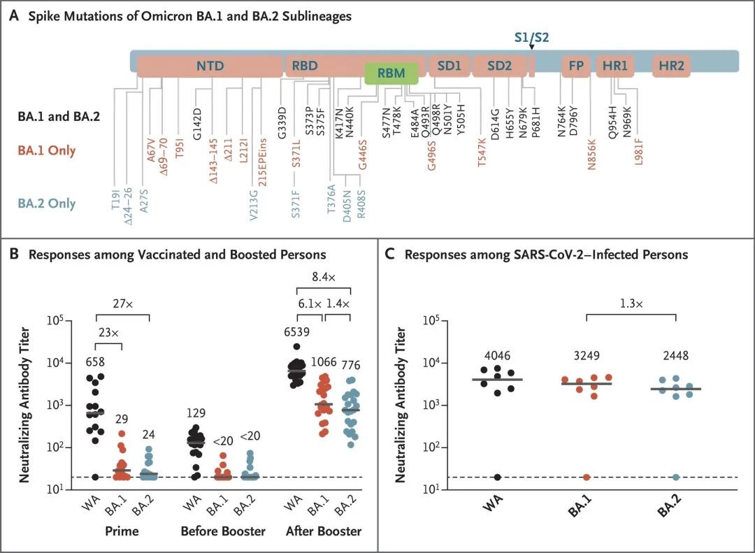 兰大预测本轮疫情将于4月初得到控制，奥密克戎发生多次跨变种基因重组丨新冠研究一周进展