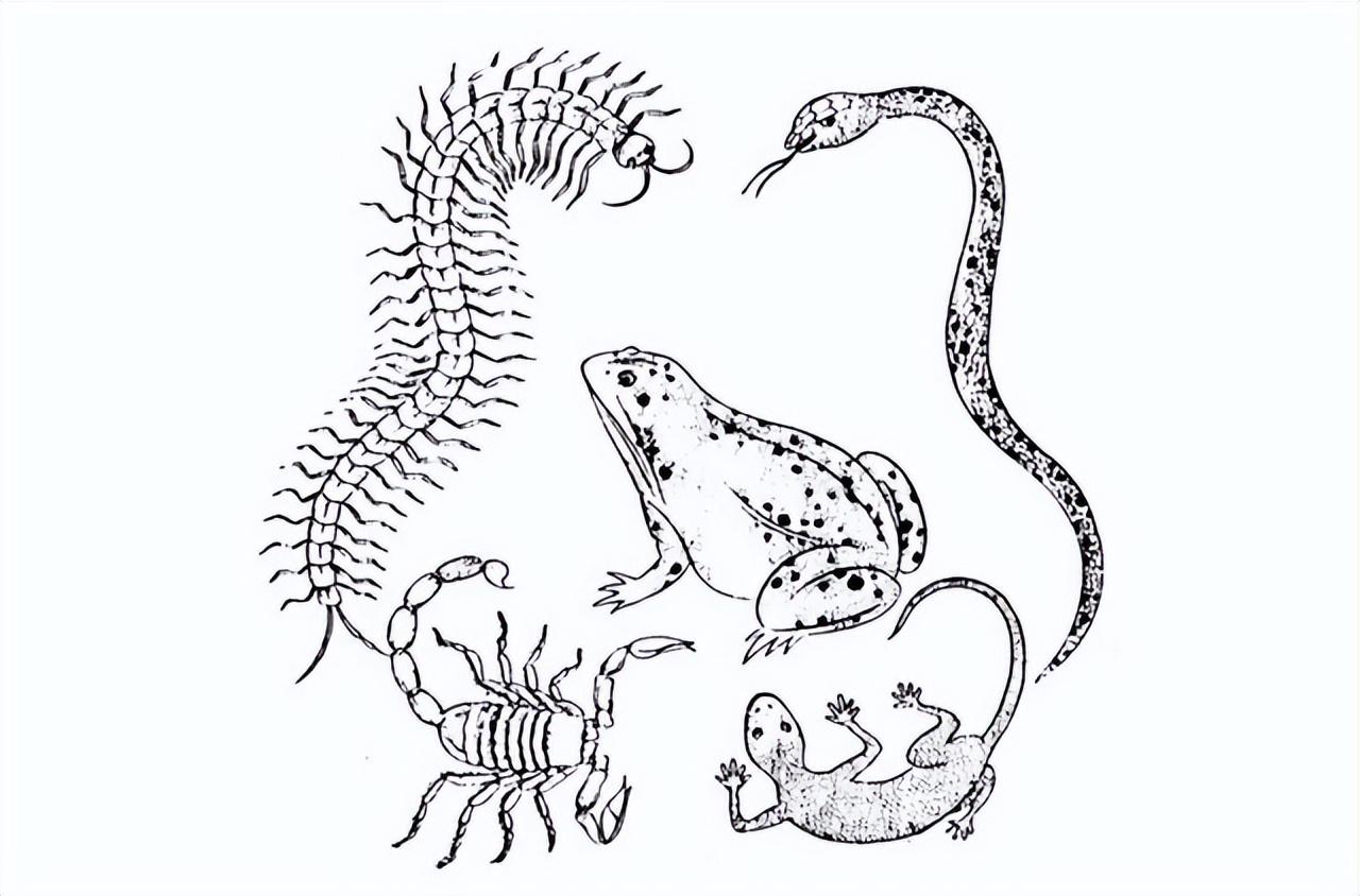 壁虎为什么有毒,为什么有的人会害怕壁虎