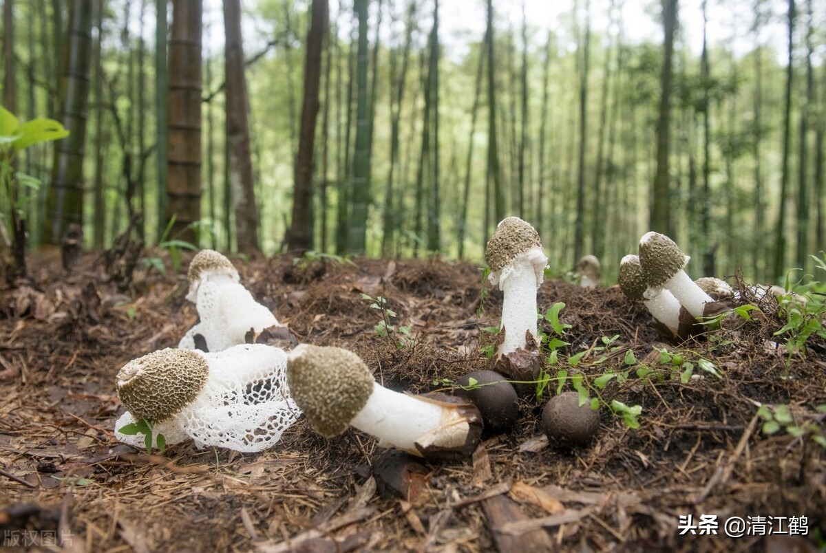 营养比鸡蛋好的竹姑娘怎么栽培产量高质量好？温度比施肥更重要