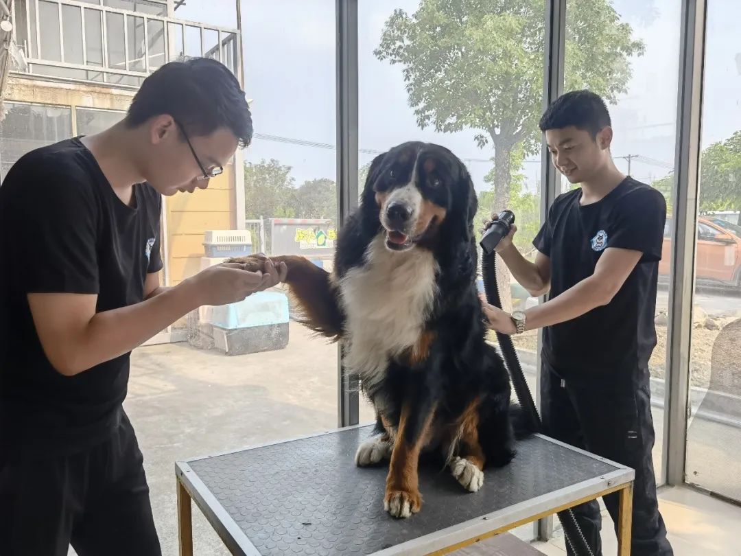 你踩过坑吗测试,你踩坑了吗金标贝壳头真假对比