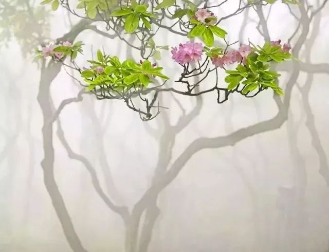 林中若有花，念的必是映山红