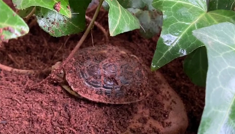 黄缘龟细纹怎么养,黄缘龟冬季如何饲养