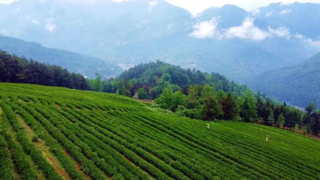 旺苍绿谷古道茶乡,旺苍千年古茶之乡