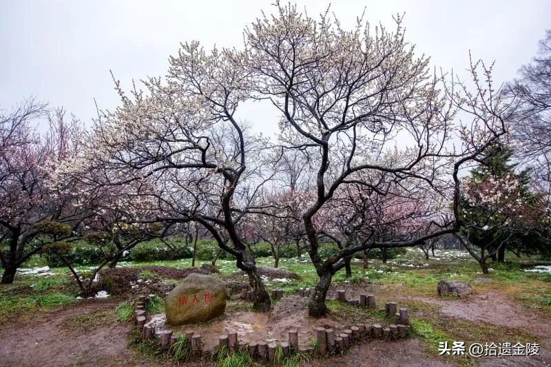 南京看梅花的地方,南京梅花里房价