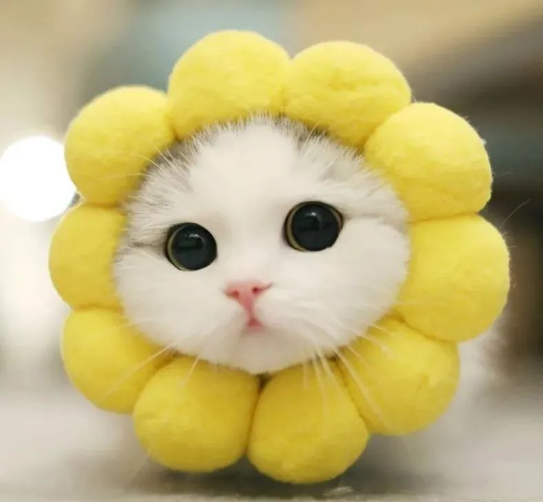 新手养猫总结的一些接地气的经验,不懂猫的建议养猫吗