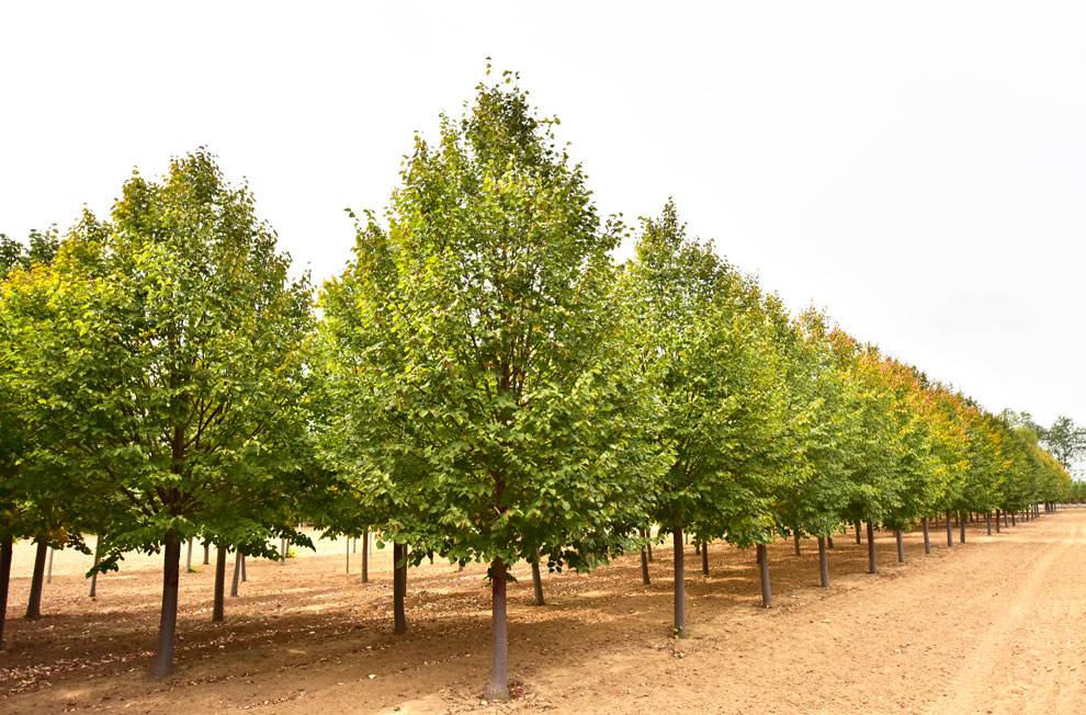 荒山种什么树木经济效益好,山东蒙阴承包荒山10元一亩