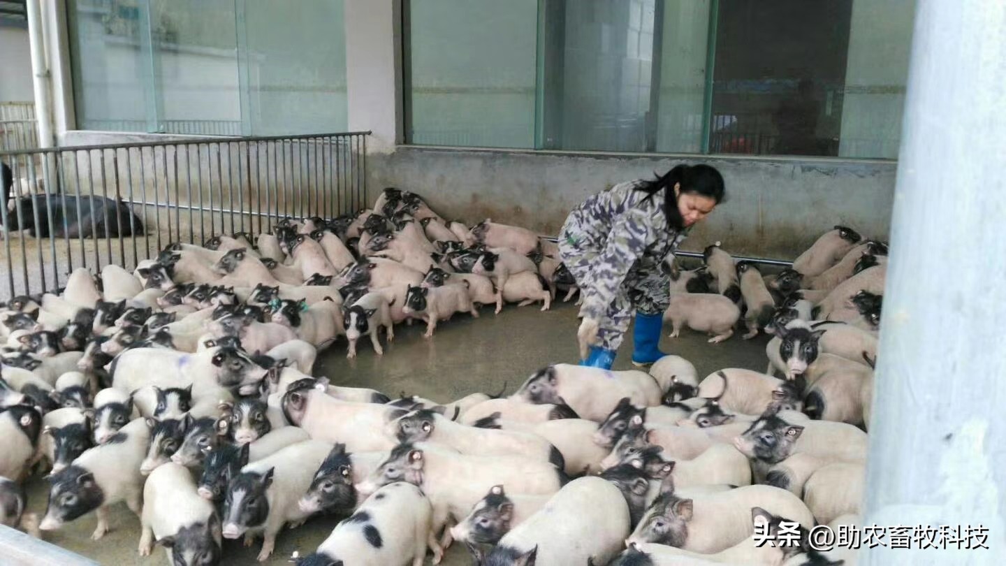 乳酸菌在猪饲料中作用,乳酸菌对肠道有什么功效