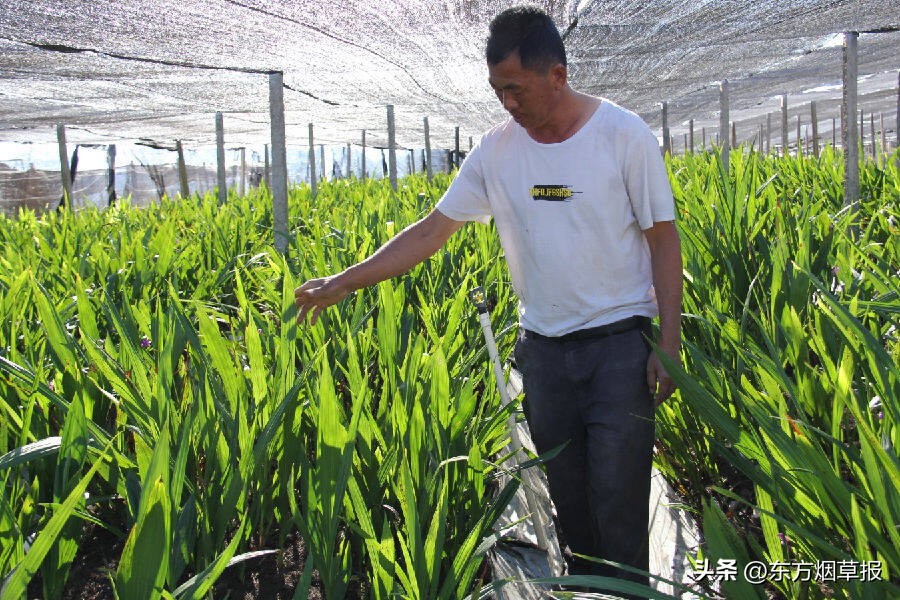 致富经药材种植白芨,新品种白芨种植一亩利润