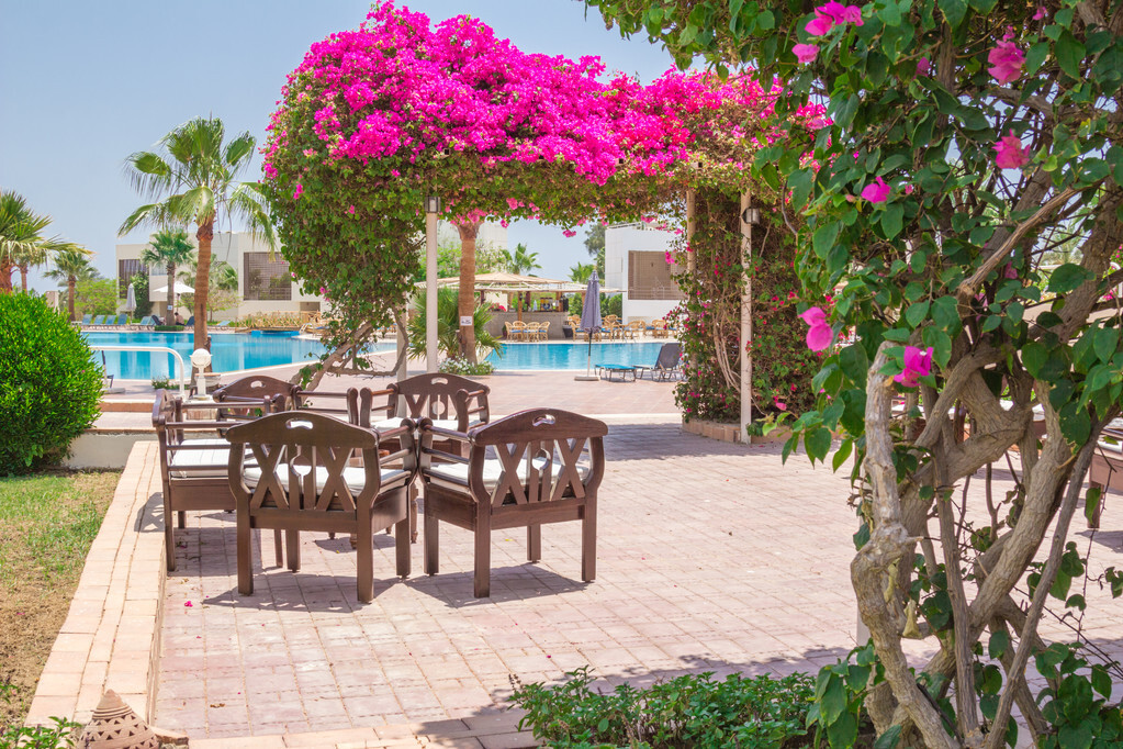 玫瑰花是爱情的象征还是祝福,玫瑰花表达爱情的最佳象征