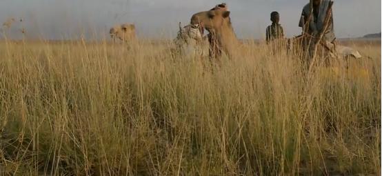 非洲的盐有多贵？200斤盐能换五头牛，但采盐工的艰辛难以想象