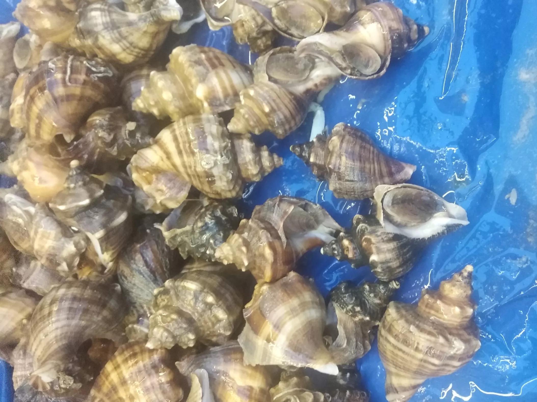 吃海螺生吃还是煮着吃,海螺的尾部到底是黄还是屎