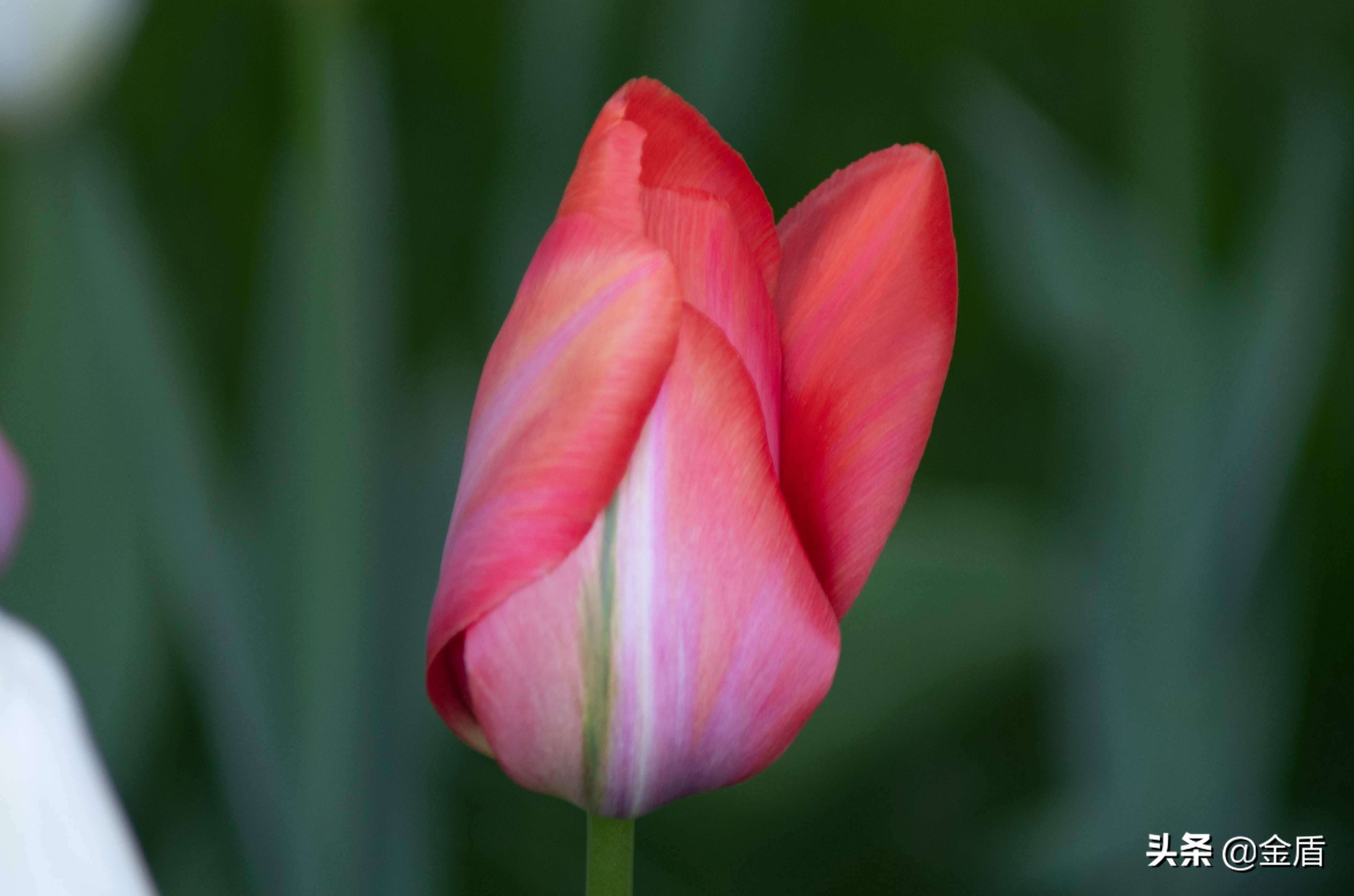 荷兰国花郁金香介绍1500字,荷兰国花是郁金香的原因