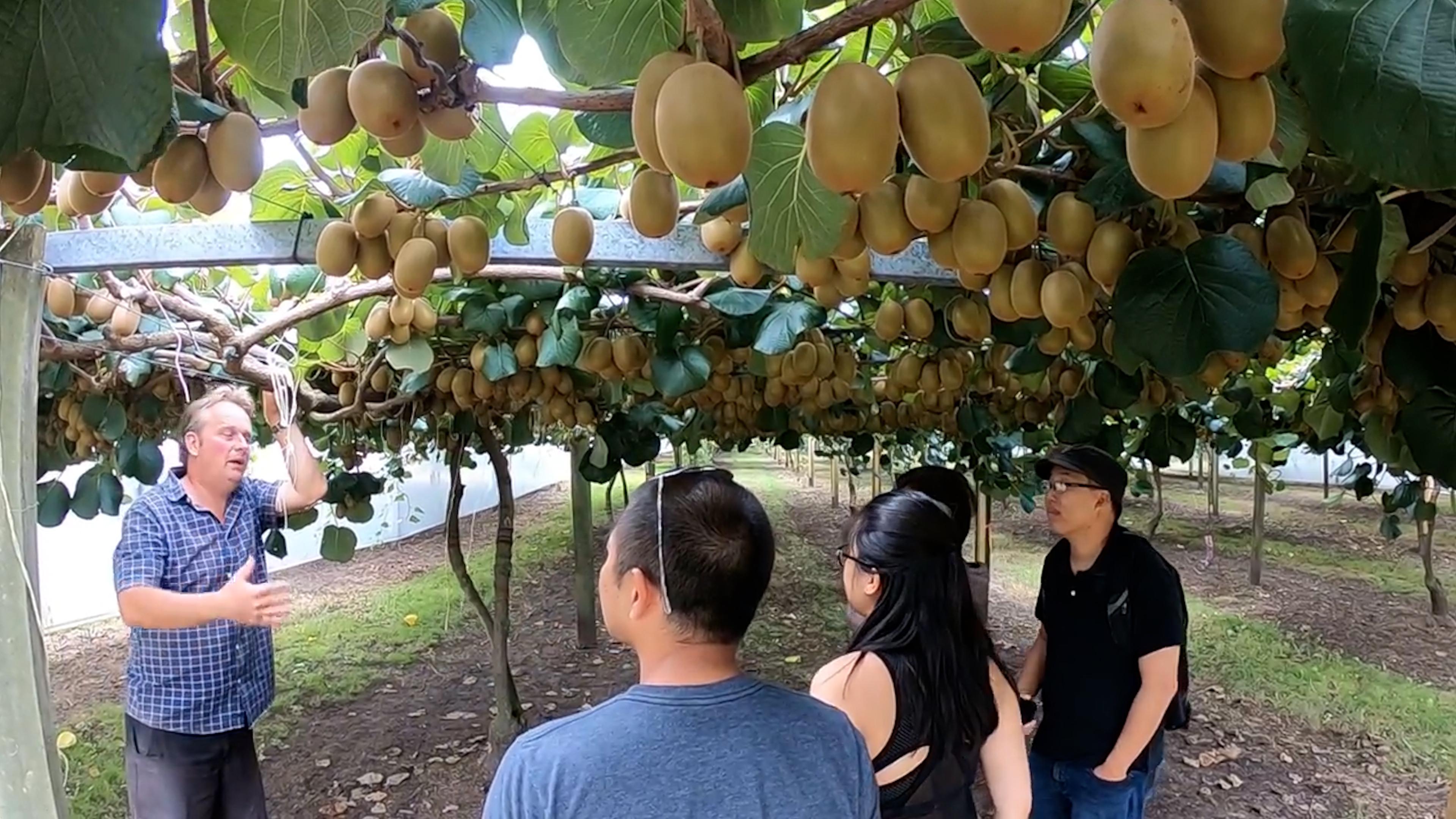 中国猕猴桃新西兰奇异果哪个好吃,中国猕猴桃和国外奇异果