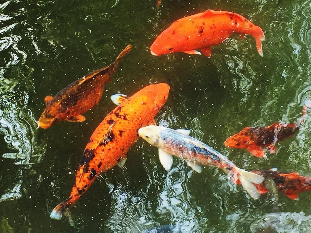 美爆了济南这些地方成网红打卡地,2019年济南网红打卡地瀑布树林