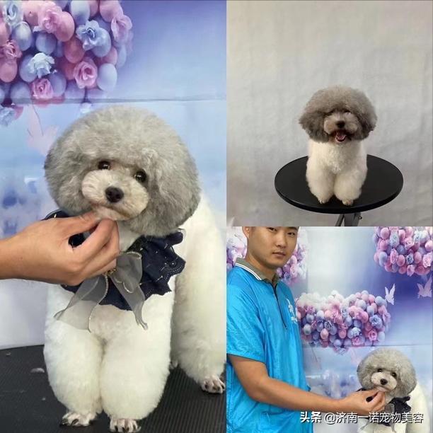 考宠物美容师证需要哪些条件呢,宠物美容师资格证哪个含金量高