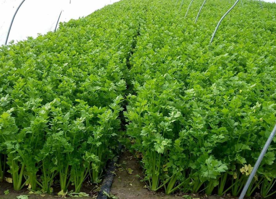 小山村种出了“院士菜”专家院士播下致富种子外出年轻人回乡创业