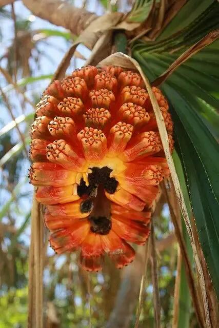 100多种罕见水果欣赏,100种罕见水果名字