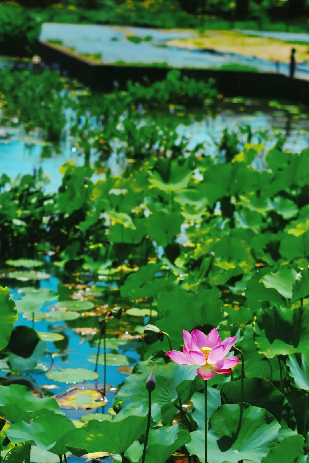 小暑已至！夏日顶流登场，一池荷风，满院莲香，惊艳了整个夏天！