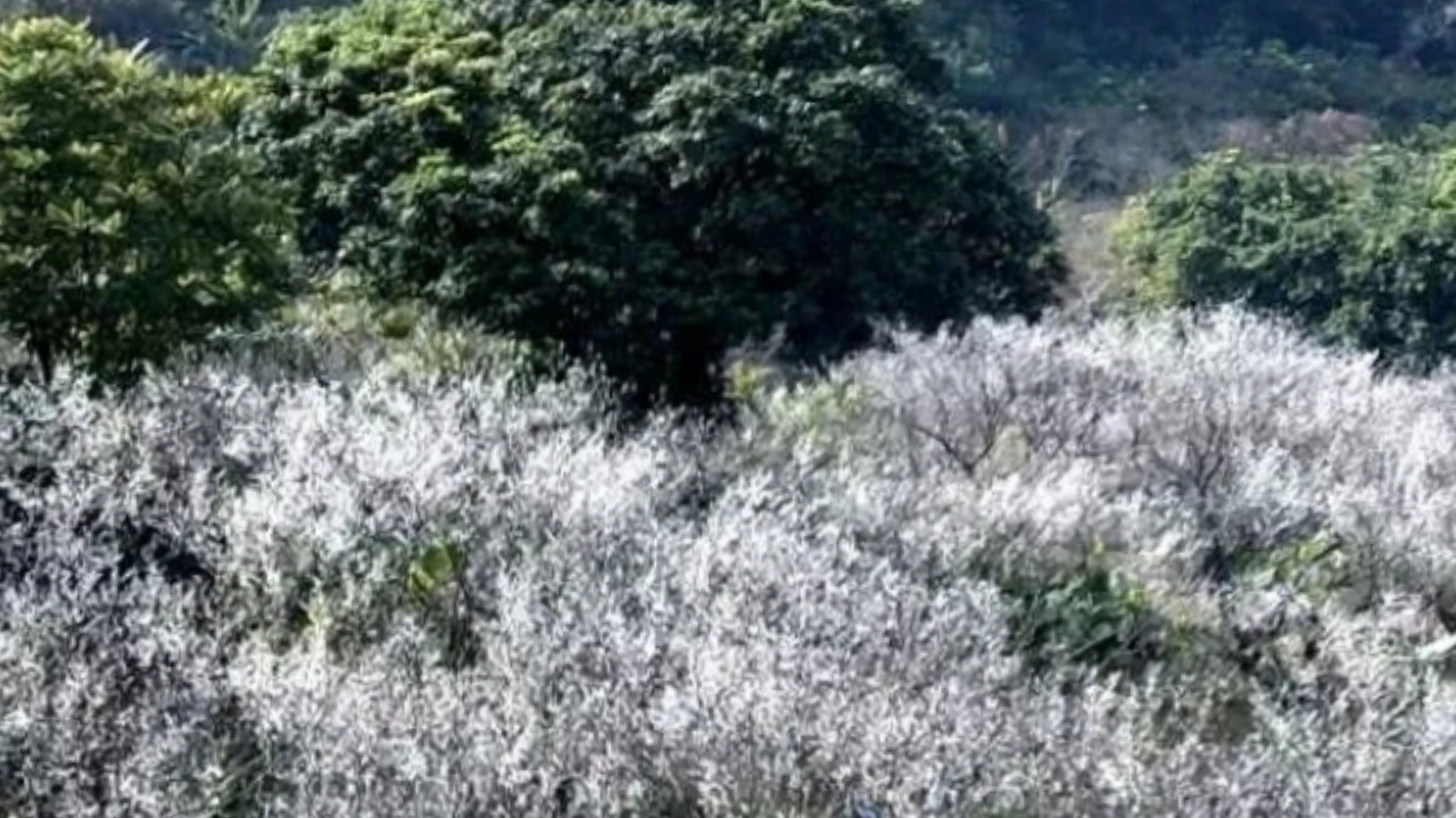 惠州赏梅花地方,惠州惠东梁化镇梅园